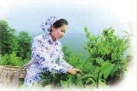 伟德国际,油茶莳植生产加工销售,植物油莳植生产加工销售