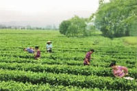 伟德国际,油茶莳植生产加工销售,植物油莳植生产加工销售