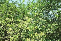 伟德国际,油茶莳植生产加工销售,植物油莳植生产加工销售