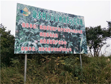 伟德国际,油茶莳植生产加工销售,植物油莳植生产加工销售