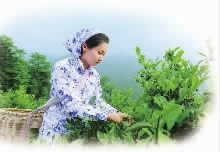 伟德国际,油茶莳植生产加工销售,植物油莳植生产加工销售